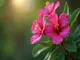 die-bedeutung-von-oleander-biodiversitaet-fuer-lokale-oekosysteme