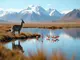 wildtiere-chile-entdecke-die-artenvielfalt-des-suedamerikanischen-landes