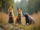 wildtiere-die-bellen-interessante-arten-im-ueberblick